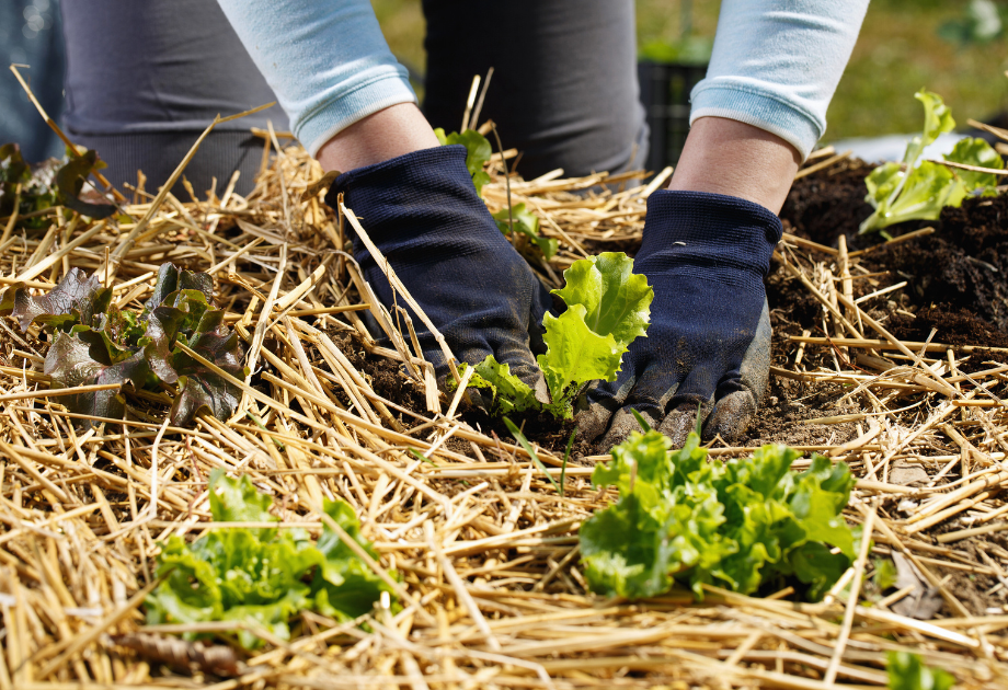 Straw mulch